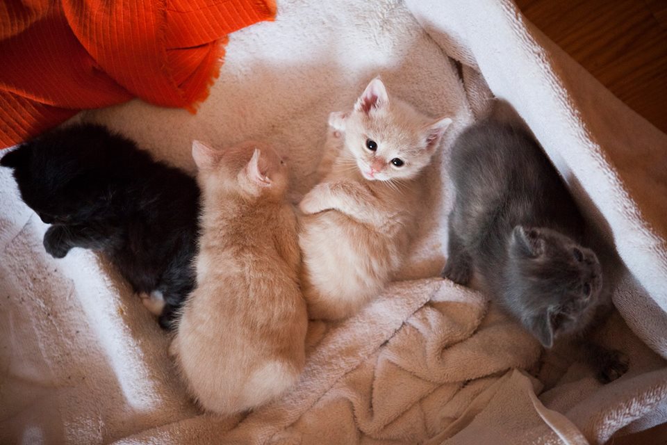 Angelina's Foster Kittens