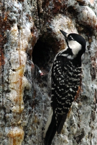 Red-cockaded Woodpecker, Wikipedia Commons